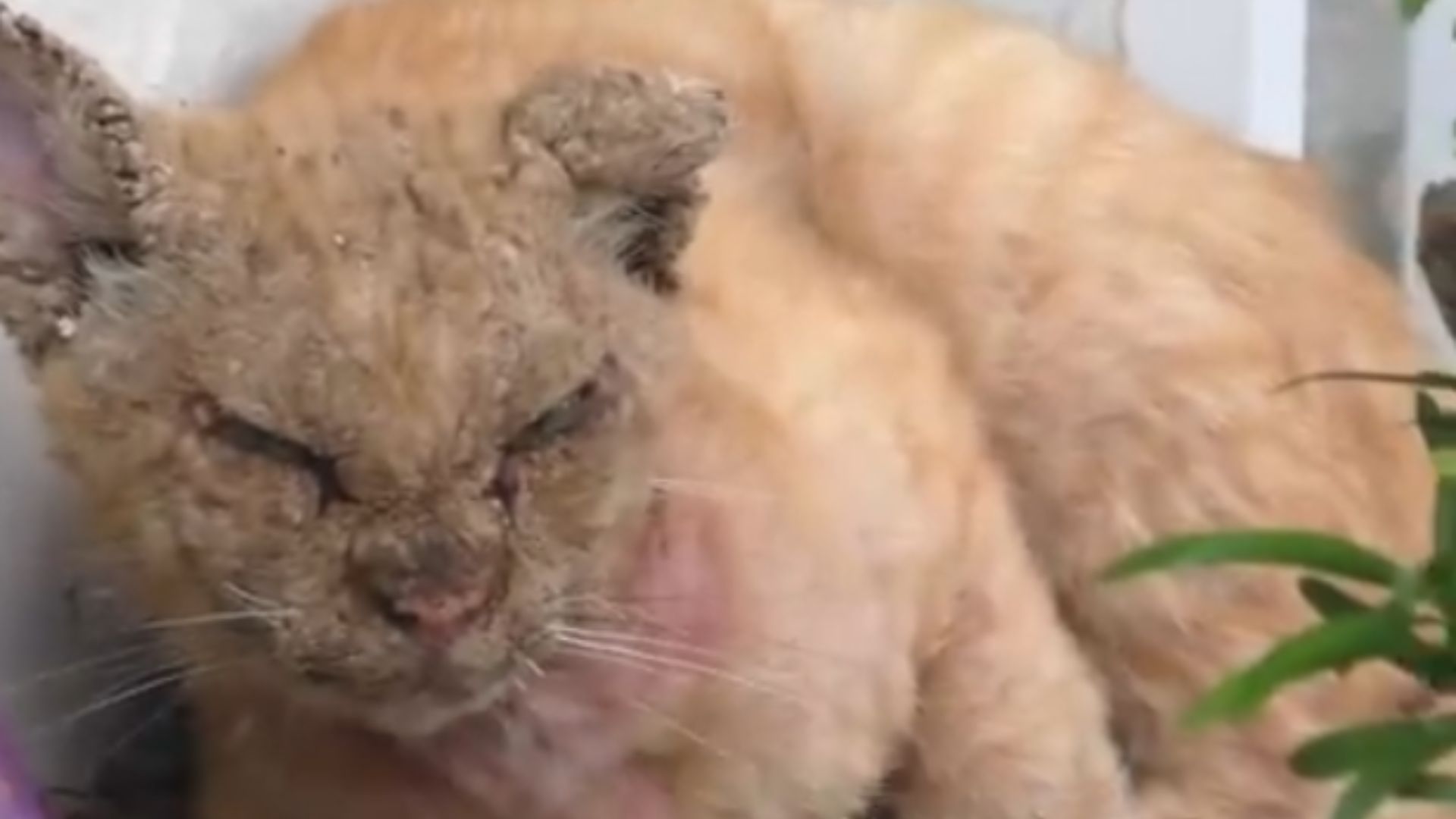 cat in pain
