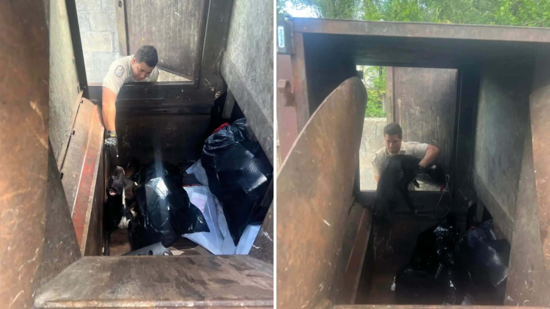 Florida Couple Stunned To Discover A Sweet Soul Fighting For Life In A Trash Compactor