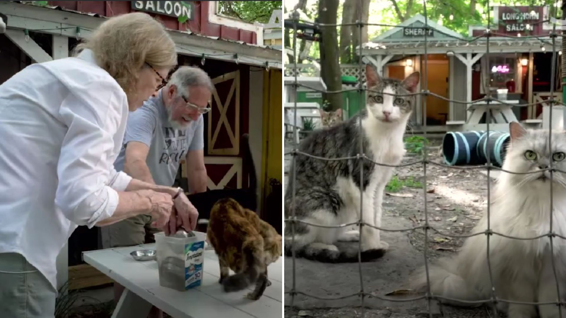 couples brilliant plan helps senior cats