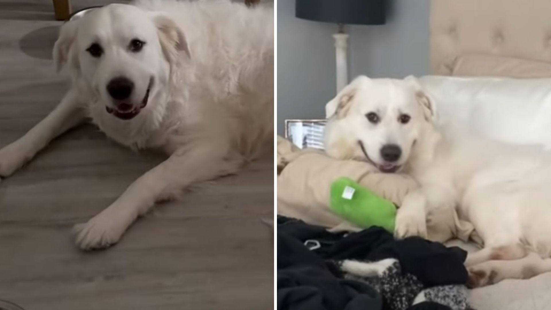 Florida Family Brings Dog To Vet Sensing Trouble, Then Makes A Request No One Expected