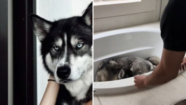 Florida Family Finds Surprising Twist While Searching For Their Husky After Storm