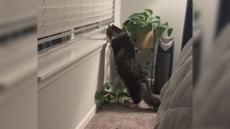 Florida Family Nearly Abandons Vacation After Spotting Their Cat's Behavior On Pet Cam