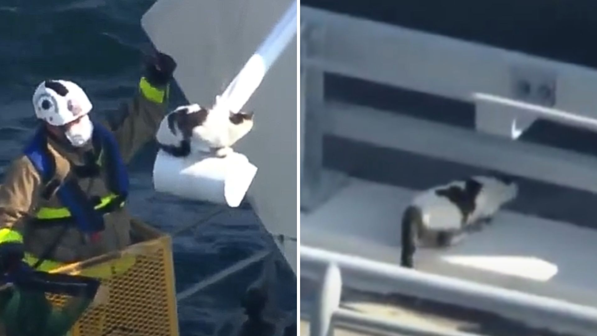 cat stuck on bridge