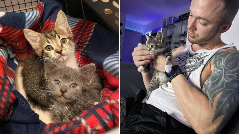 florida kittens