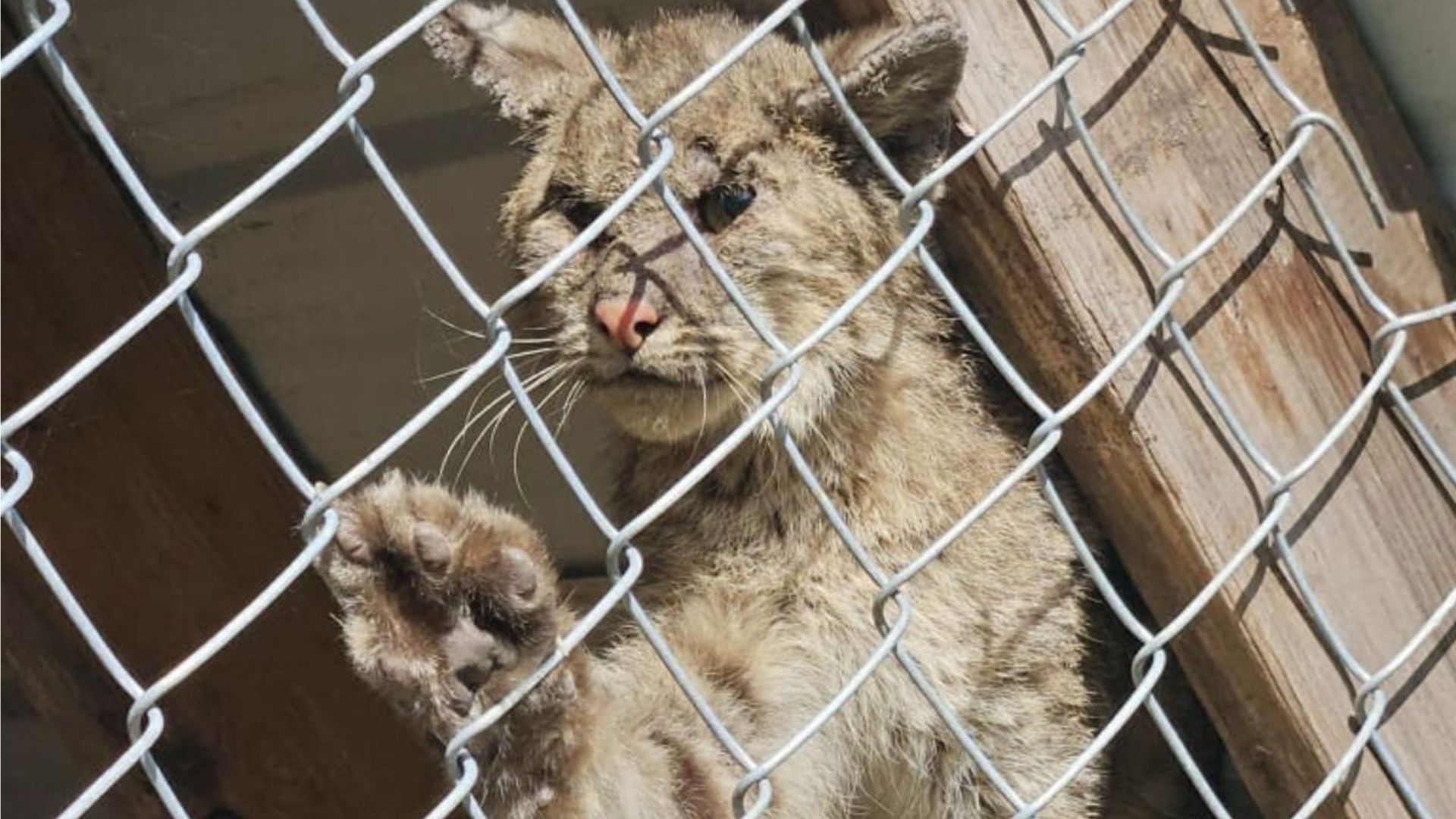 bobcat