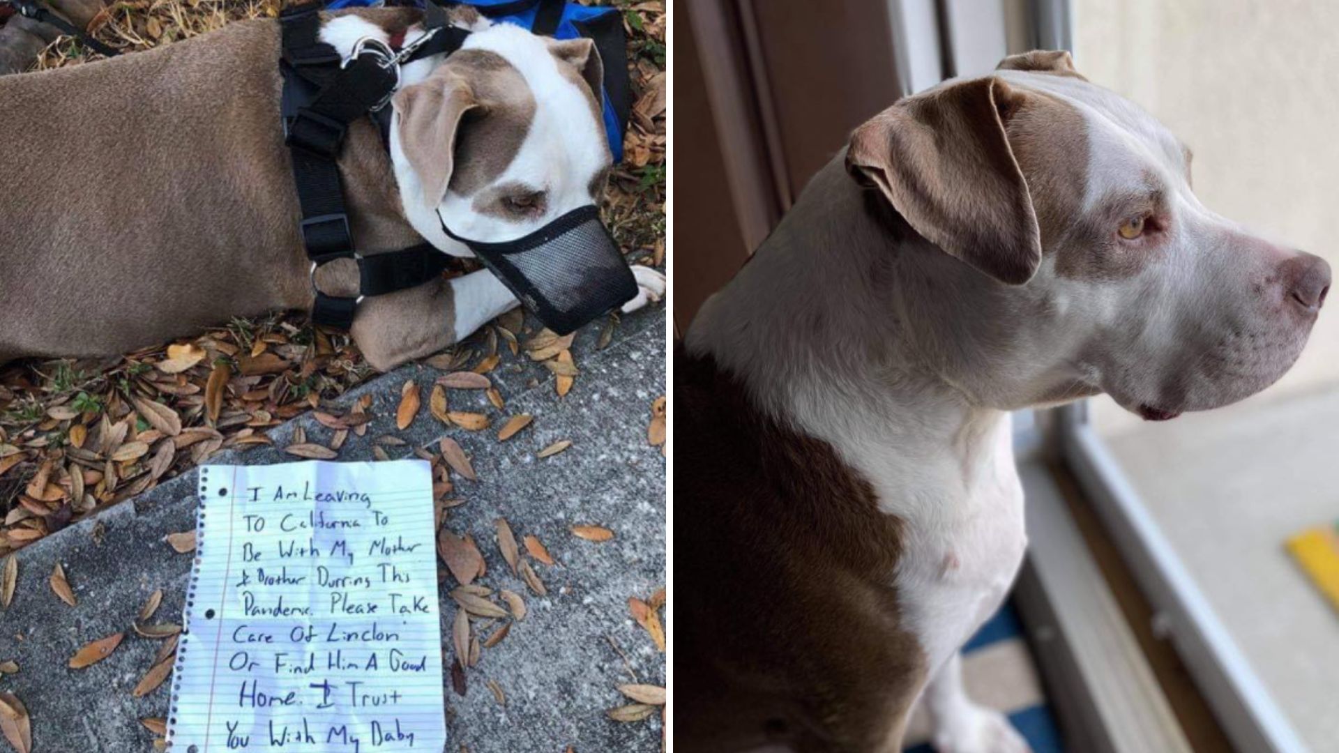 pittie tied to a tree