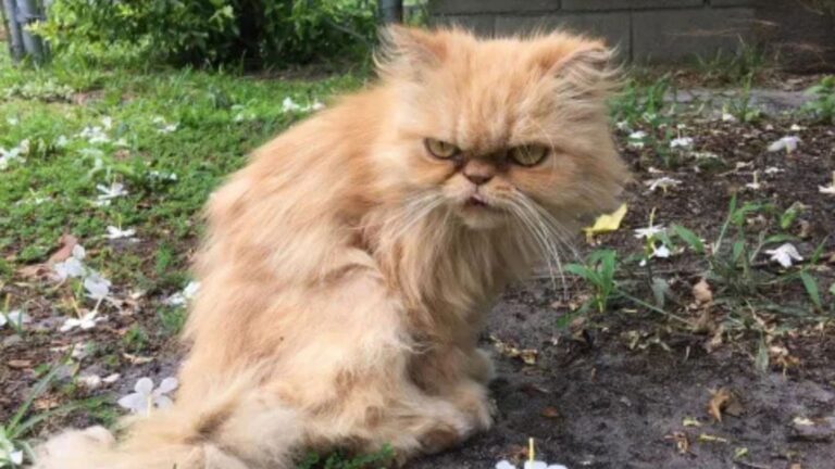 grumpy persian cat found in empty house