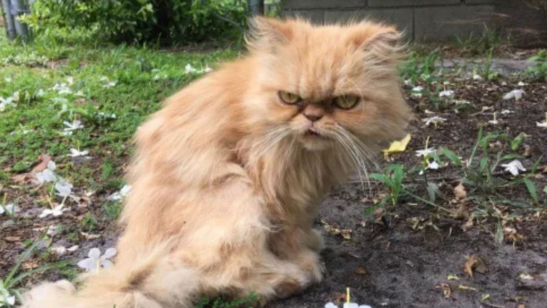 grumpy persian cat found in empty house
