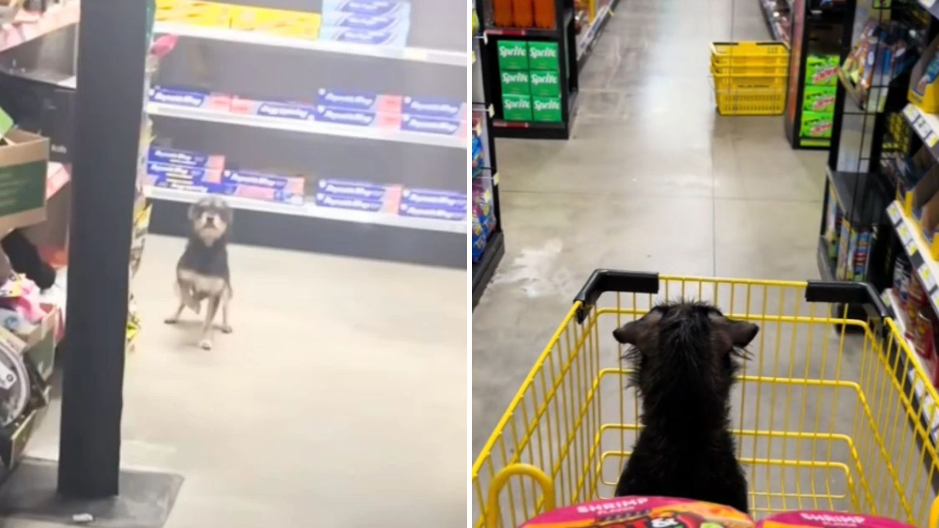 dog at dollar general