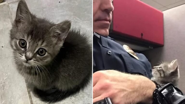 kitten and officer
