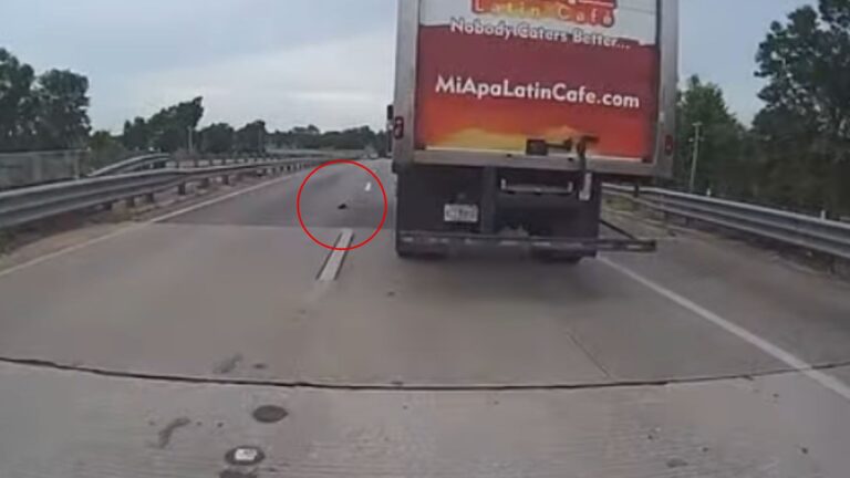 kitten on highway