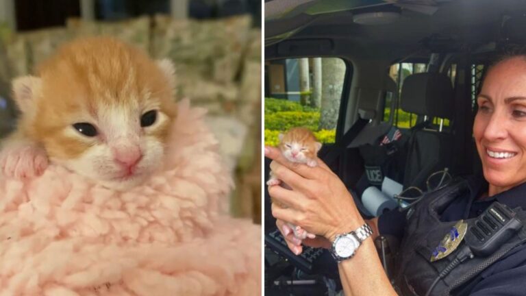 officer save a tiny kitty