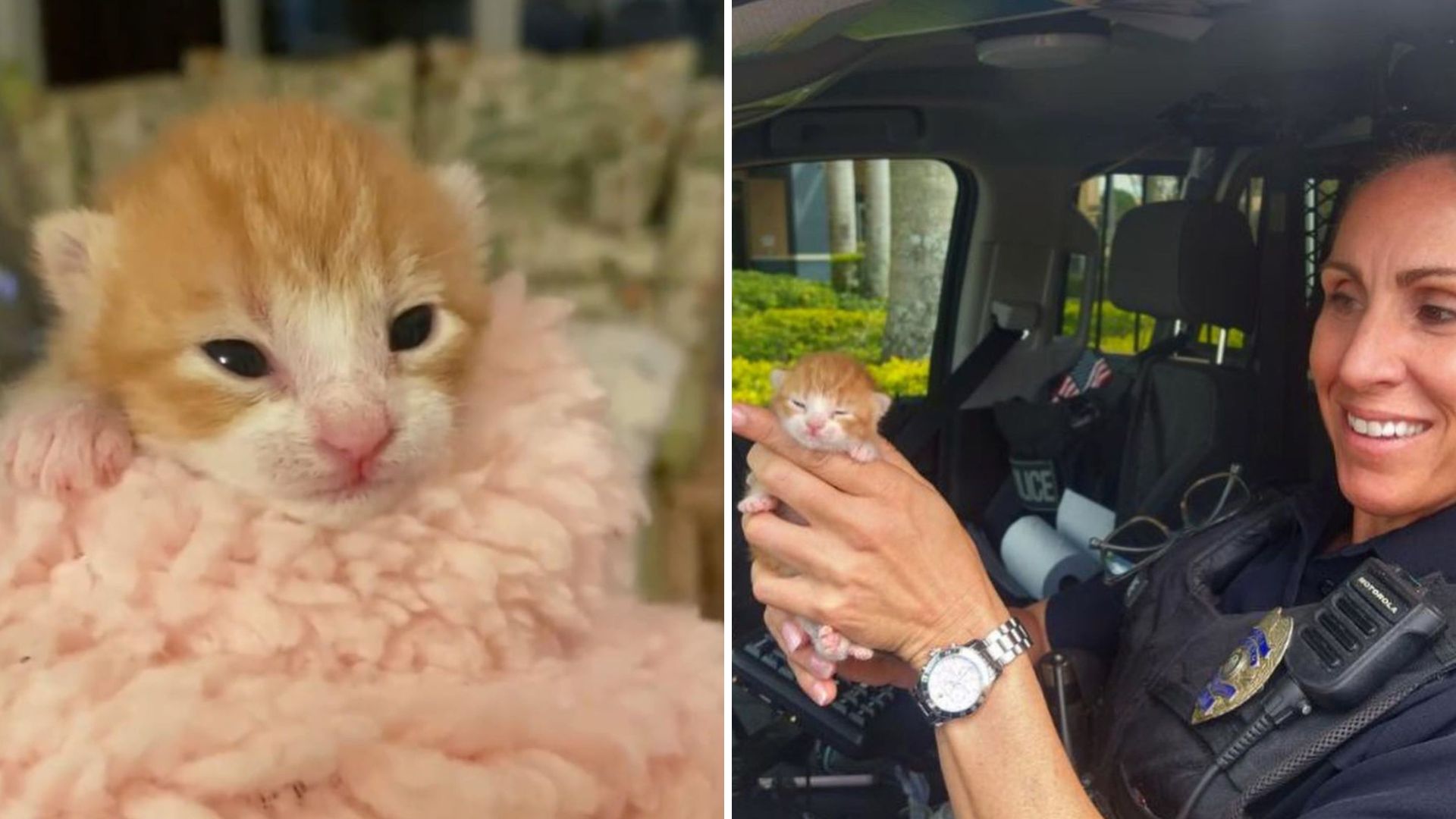 officer save a tiny kitty