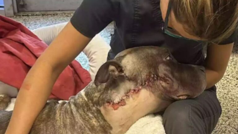 dog after surgery