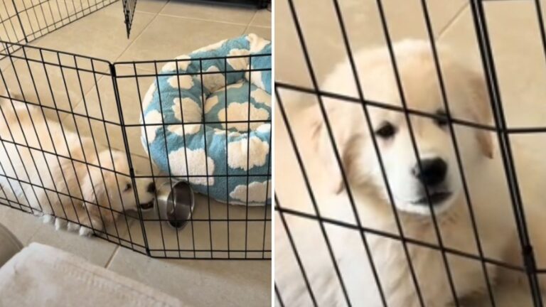 fl puppy has a total meltdown