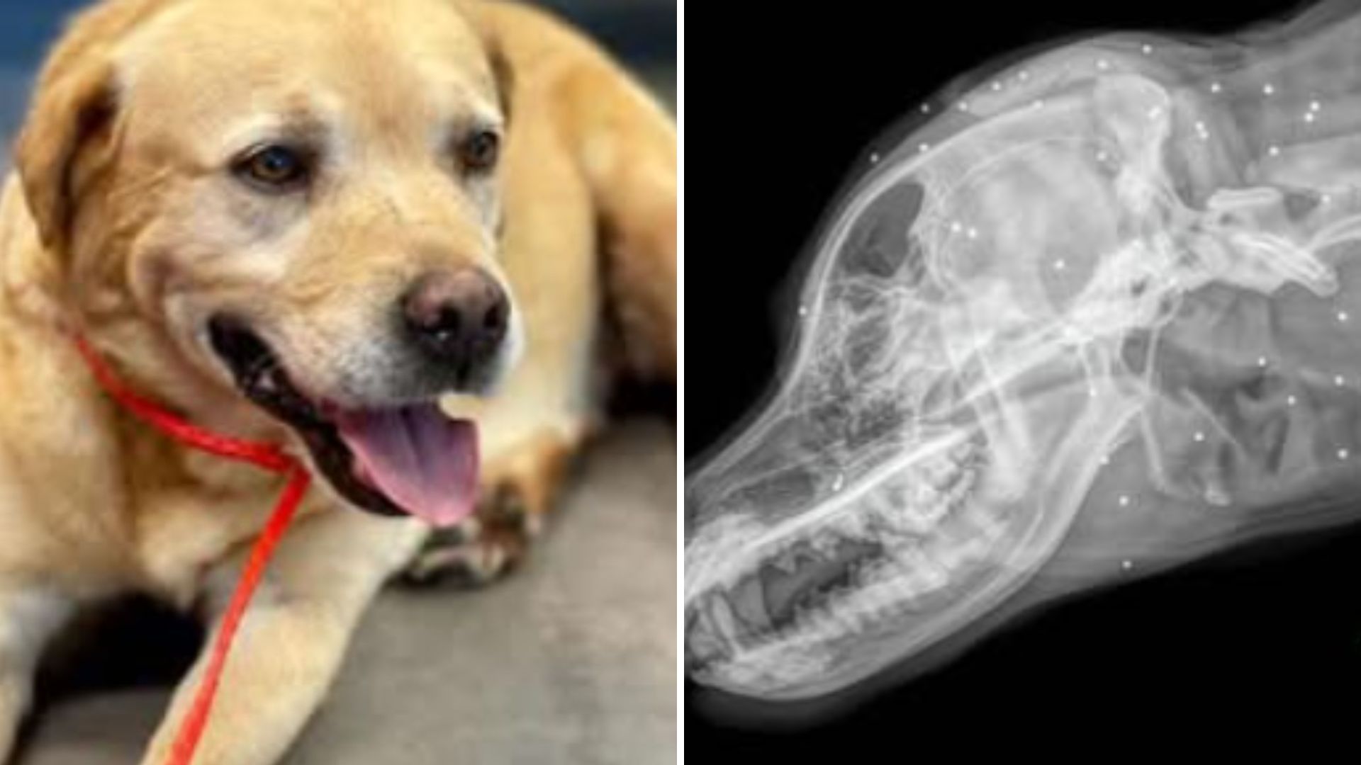 florida dog