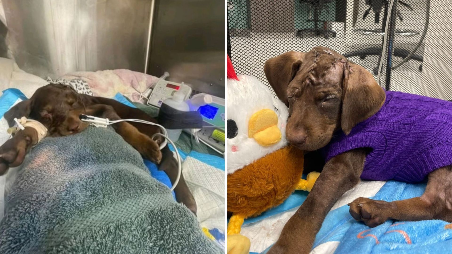 injured puppy