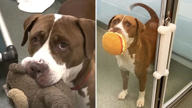 senior shelter dog shares her stuffed toys