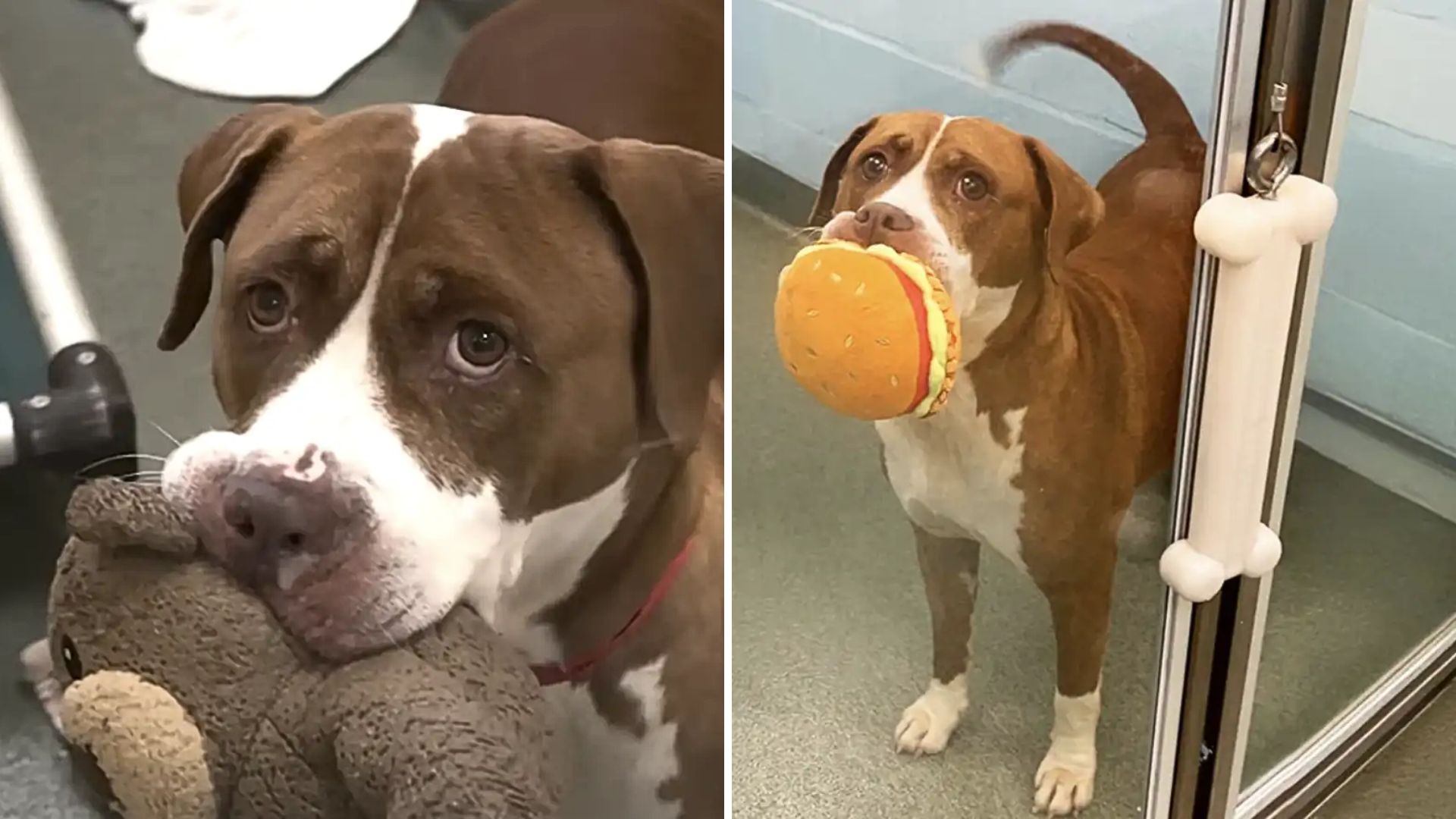 senior shelter dog shares her stuffed toys
