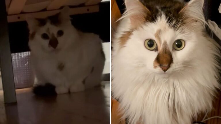 Florida Shelter Cat Hides Away From Her New Owner Until One Day Her Life Transforms