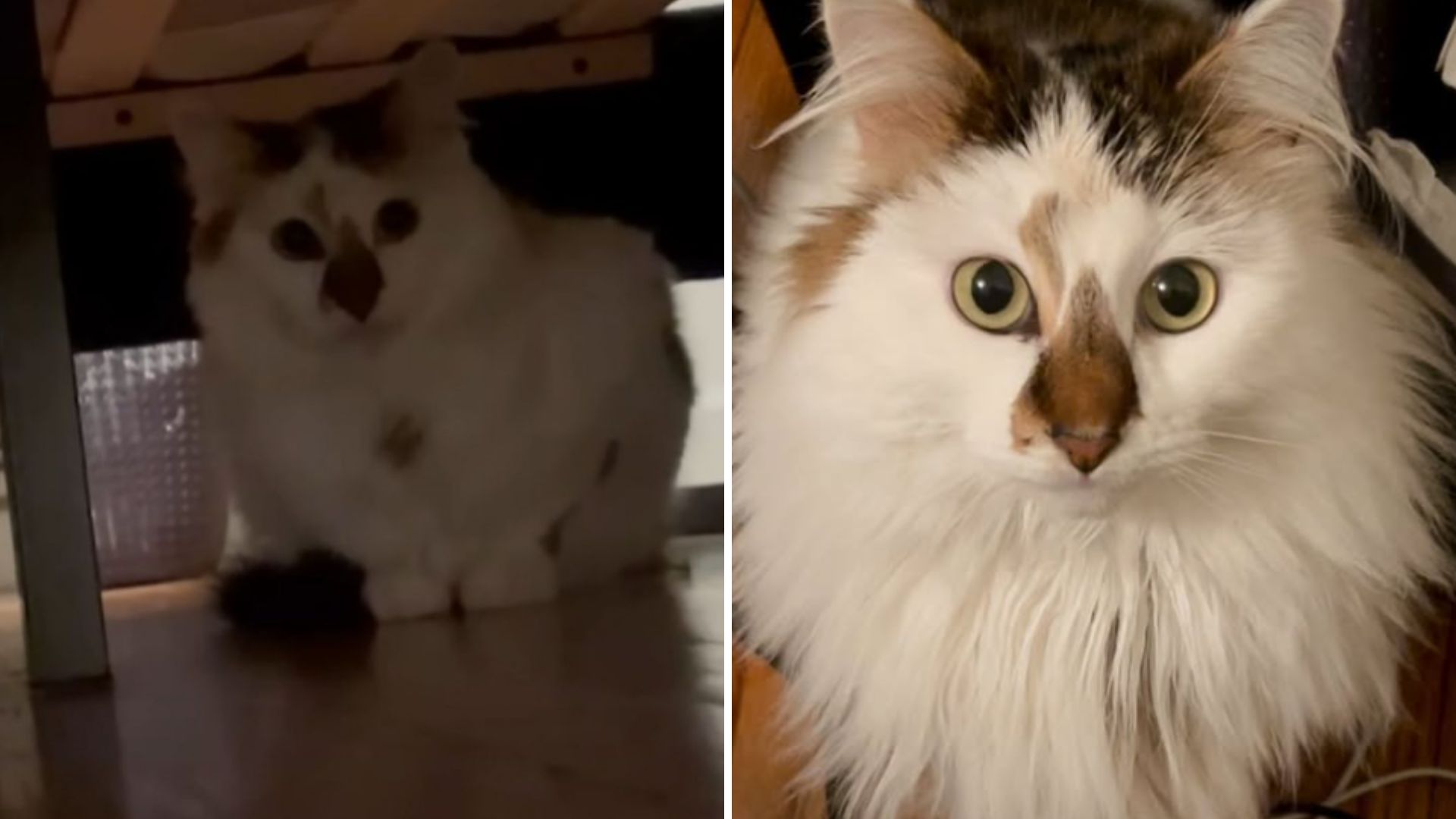 Florida Shelter Cat Hides Away From Her New Owner Until One Day Her Life Transforms