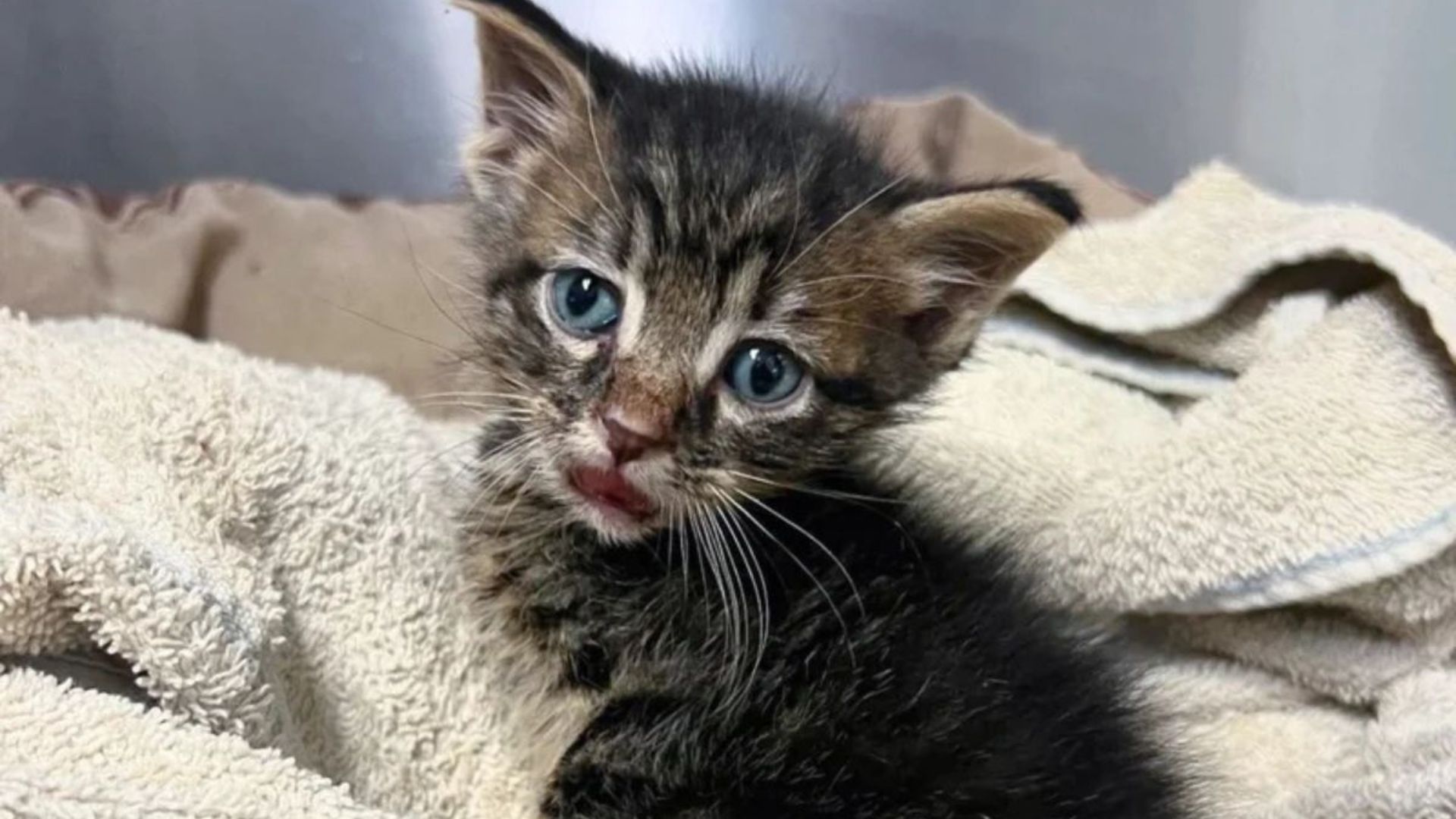 Tiny Kitten With A Permanent Shocked Look
