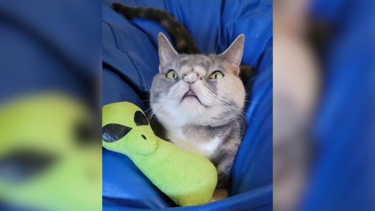 Florida Stray Cat Nearly Put Down For Her Appearance Finds A Loving Home