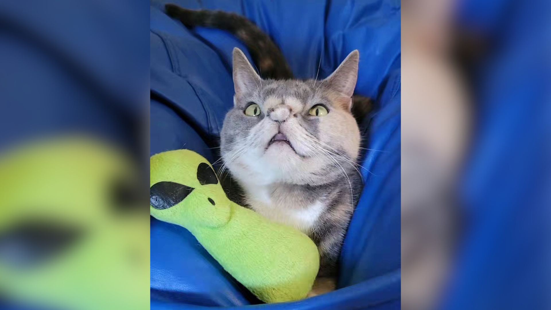 Florida Stray Cat Nearly Put Down For Her Appearance Finds A Loving Home