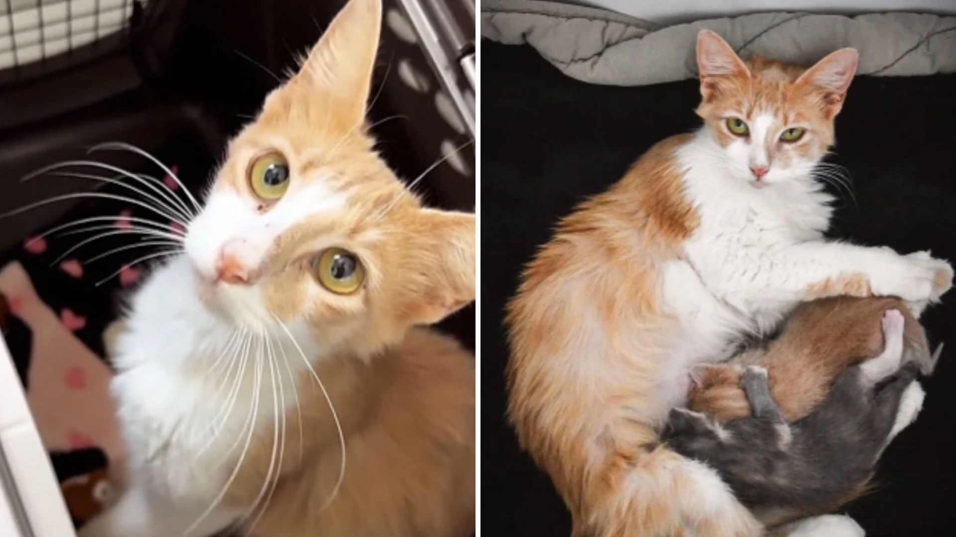 Florida Stray Found In A Field Leaves Rescuers In Tears After They Learn The Truth