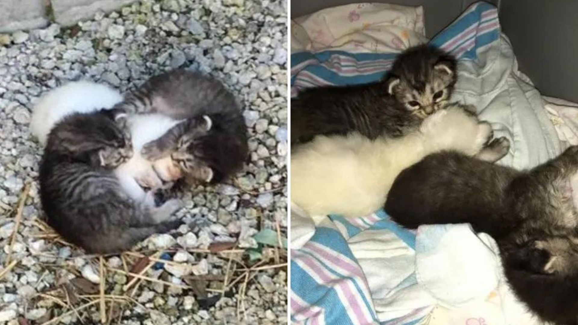 cute baby kittens