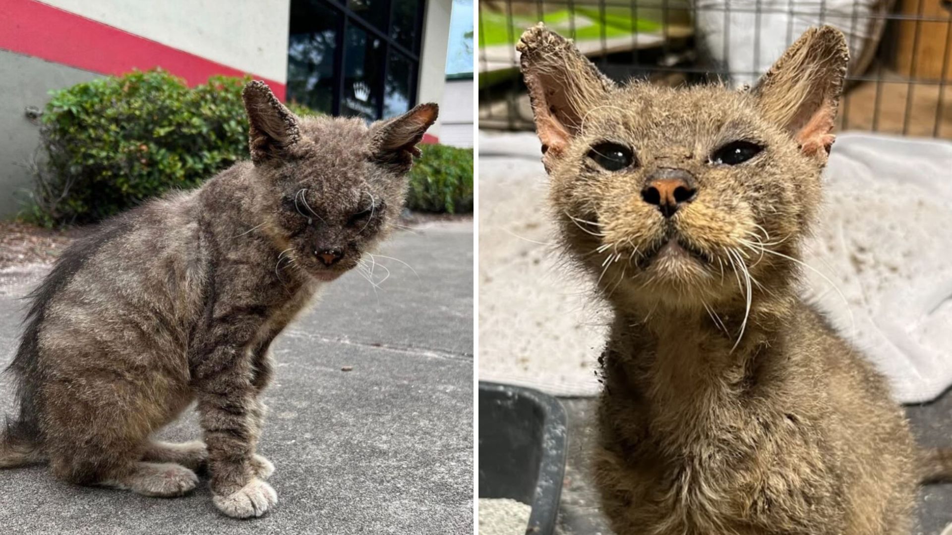 feral cat with scabies