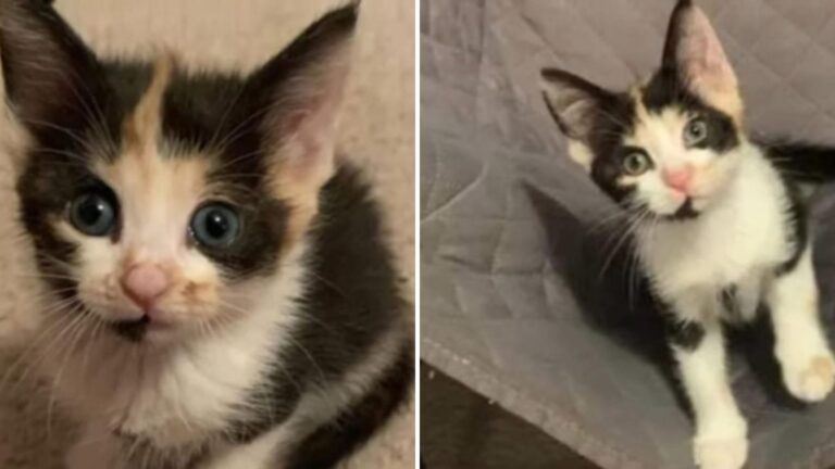 Florida Woman Travels A Thousand Miles To Adopt The Kitten She Couldn’t Get Out Of Her Mind