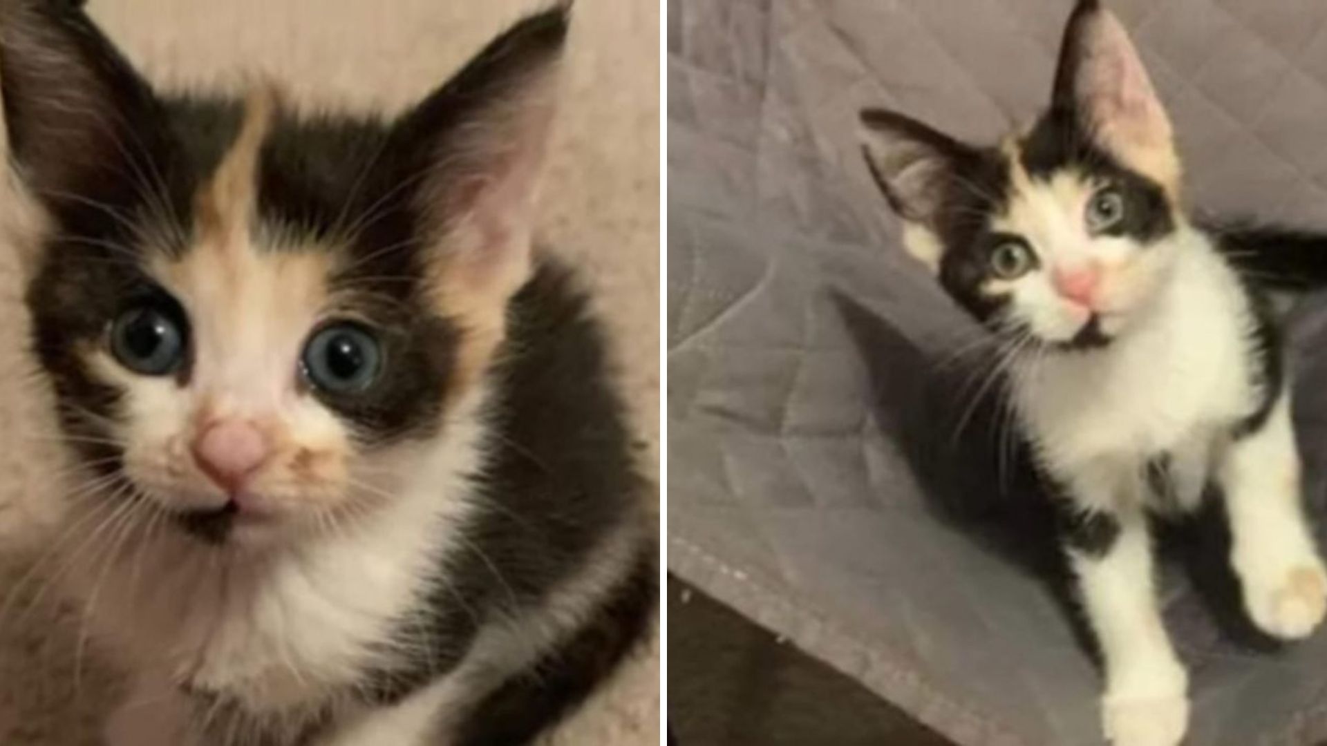 Florida Woman Travels A Thousand Miles To Adopt The Kitten She Couldn’t Get Out Of Her Mind