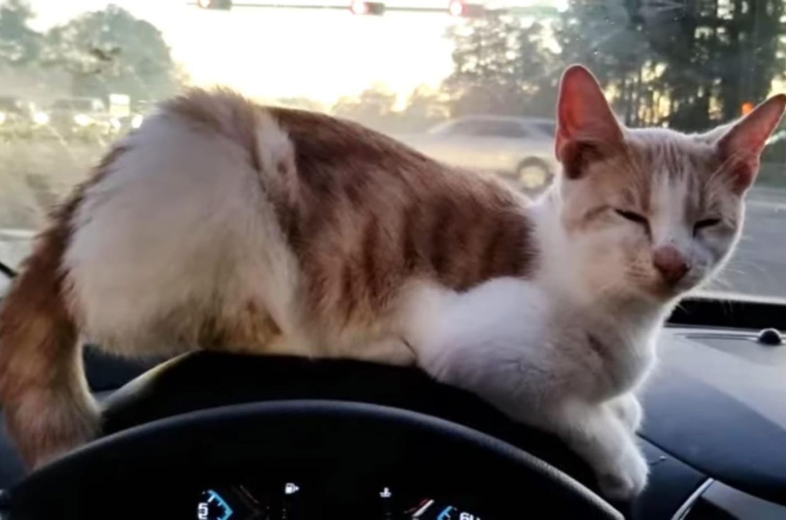 Found cat lying above the steering wheel in the car
