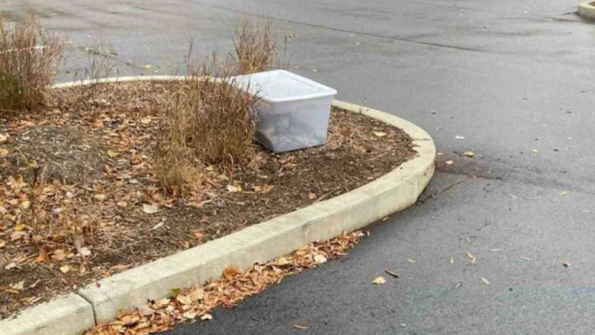 clear box