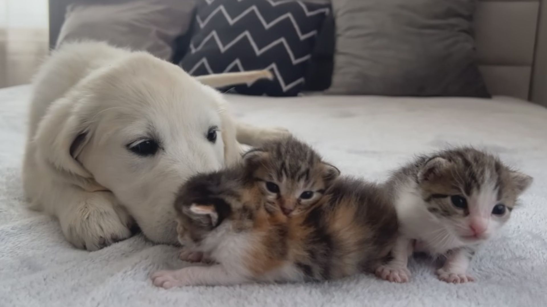golden retriever and kittens