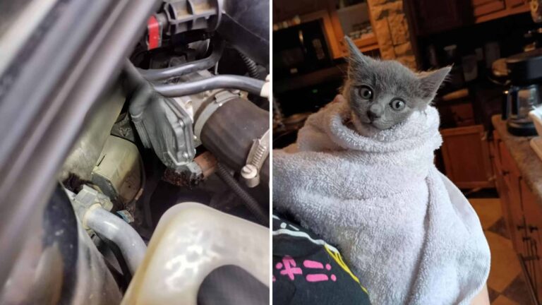 Georgia Family’s Road Trip Interrupted By Mysterious Cries Under The Hood