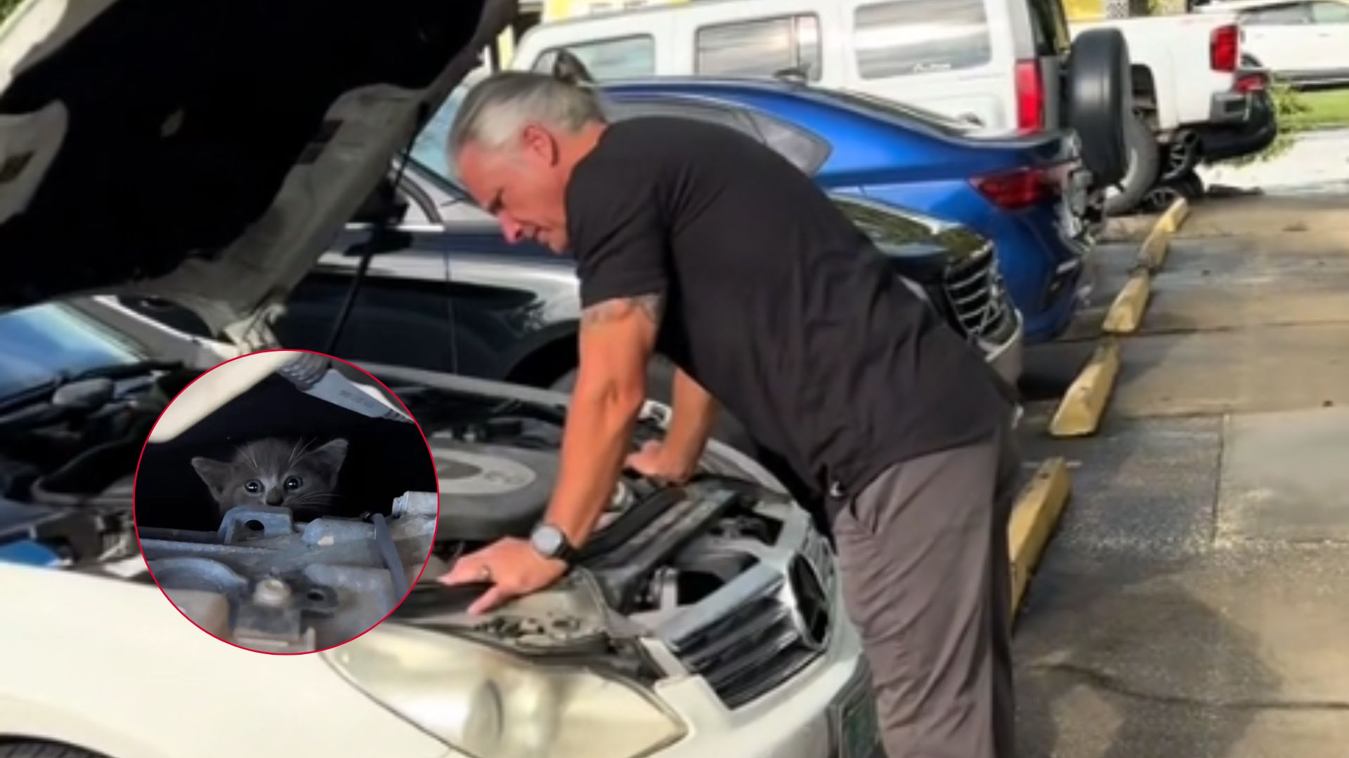 georgia mechanic rescues kitten from engine