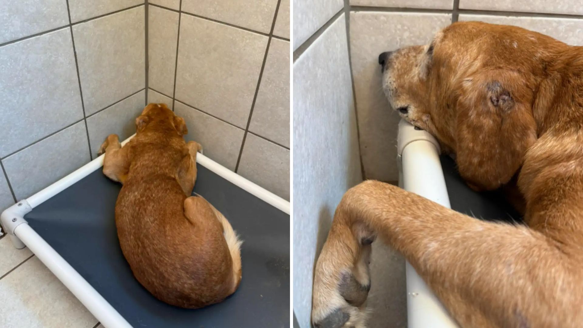 senior shelter dog