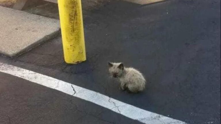 woman rescues lost kitten