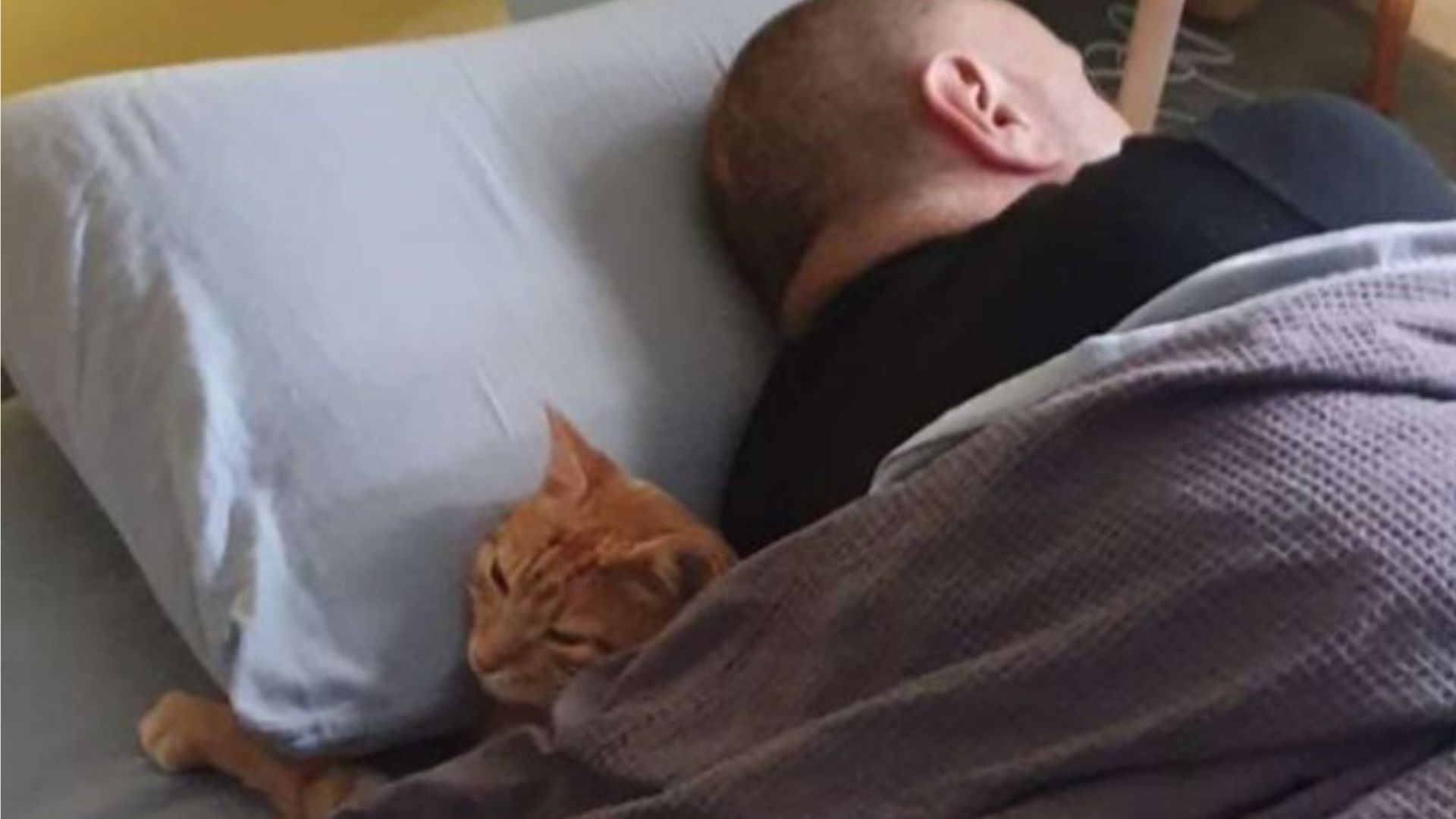 florida cat adopts second family