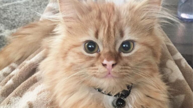 Ginger Kitten From Florida Can’t Stop Smiling And The Reason Will Melt Your Heart