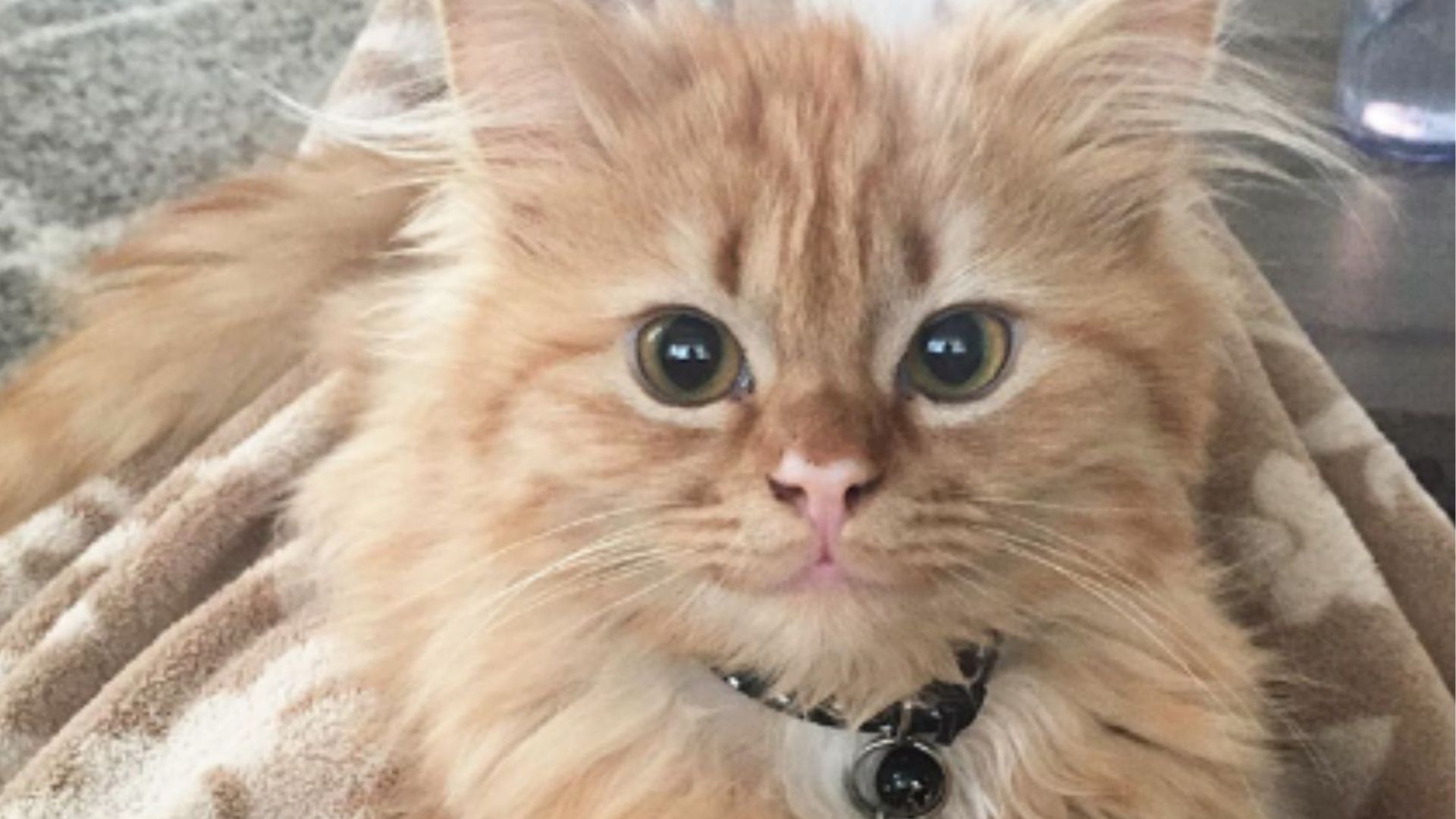 Ginger Kitten From Florida Can’t Stop Smiling And The Reason Will Melt Your Heart