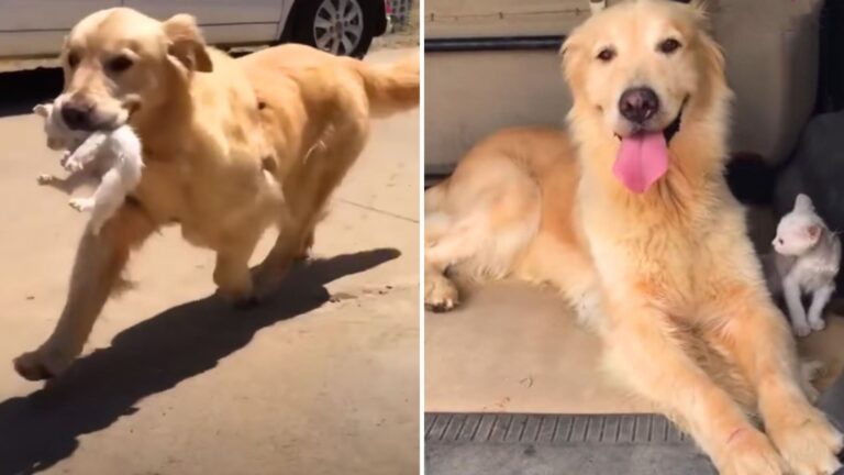 golden retriever and kitten