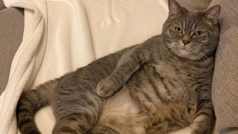 cute big cat