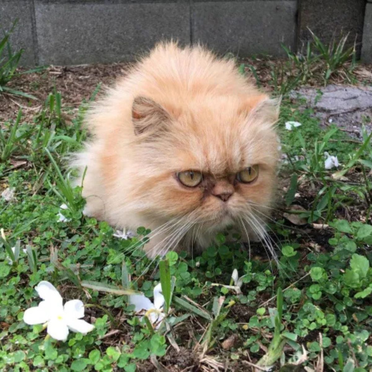 Grumpy Persian Cat
