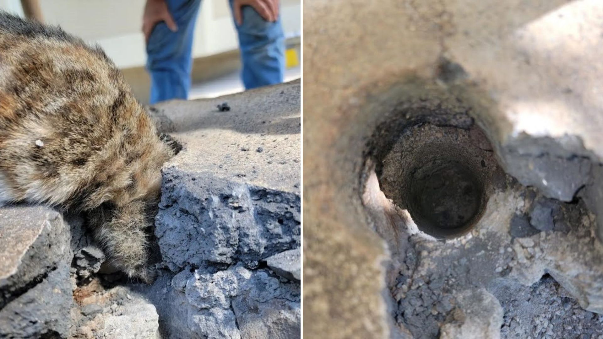 cat stuck in concrete