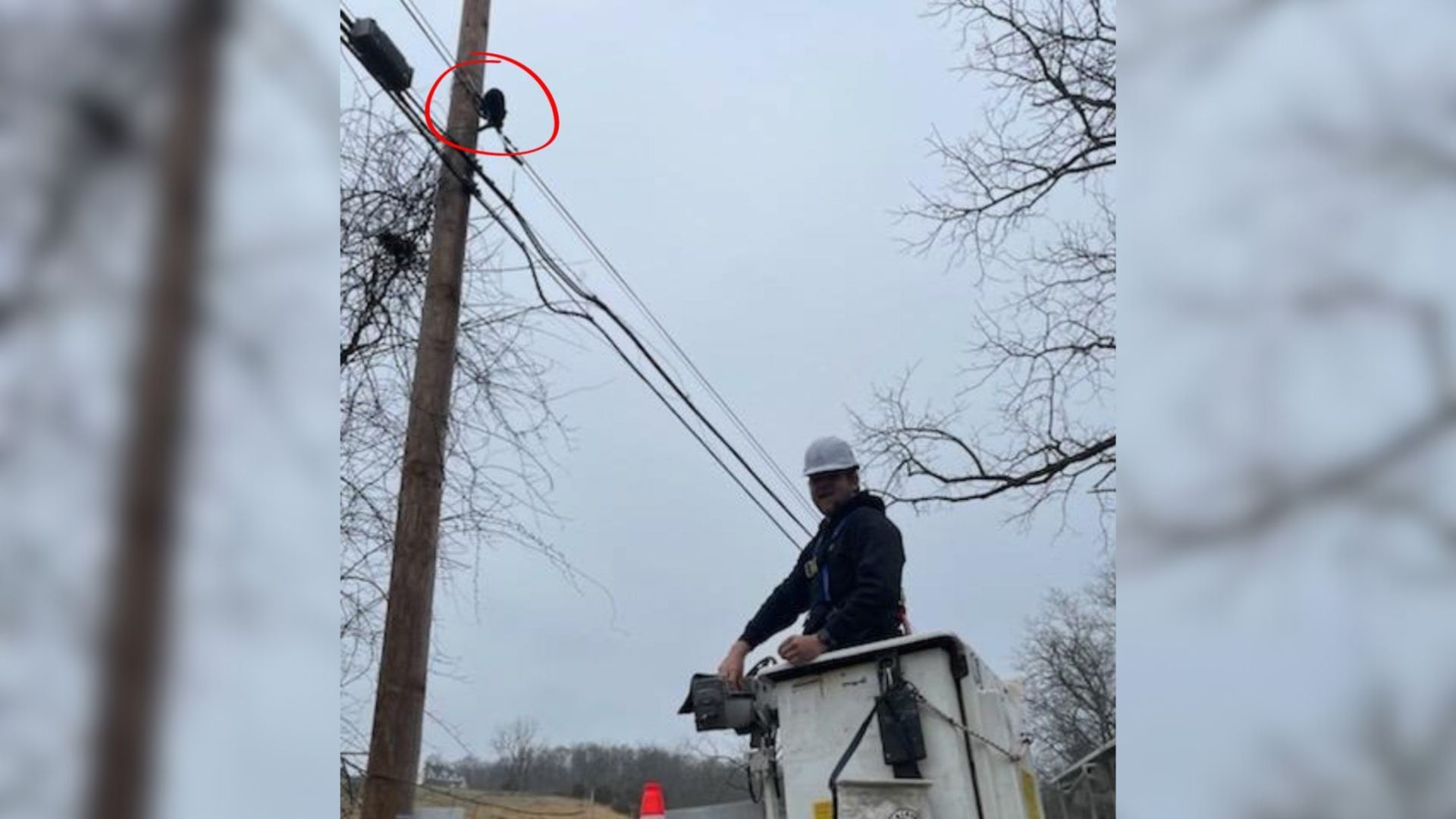 Heart-Stopping Moment As New Jersey ISP Crew Saves Cat Trapped On Power Lines