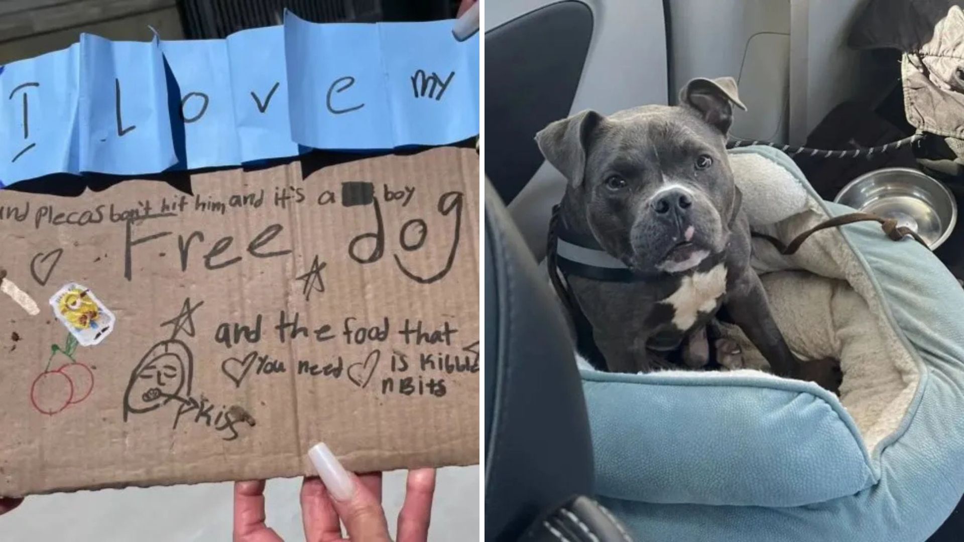 Heartbreaking Discovery In LA As Dog With Rare Condition Comes With Tearful Note