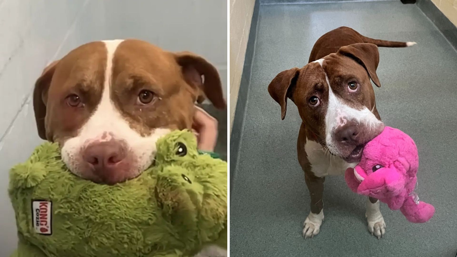 Heartbroken Dog In Florida Shelter Offers Her Only Toys To Anyone Who Walks By